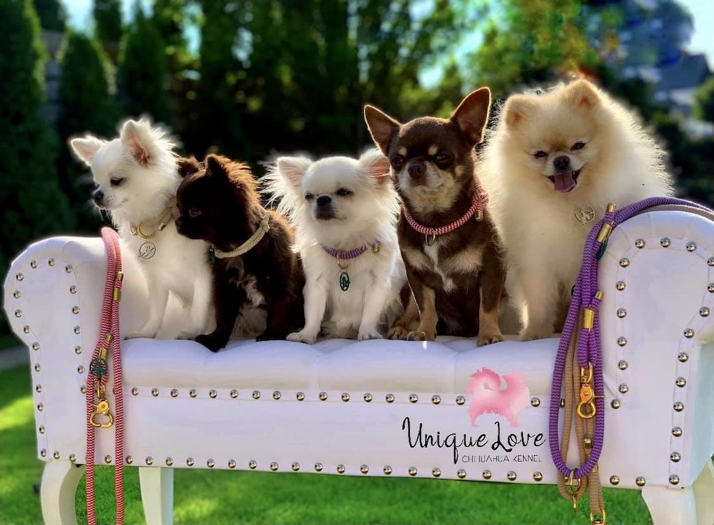 Chihuahua długowłosy, kr&oacute;tkowłosy