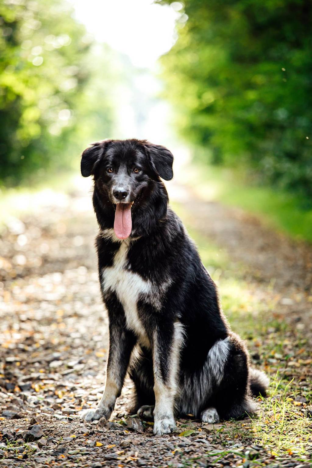  Owczarek rumuński Carpatin - żywienie