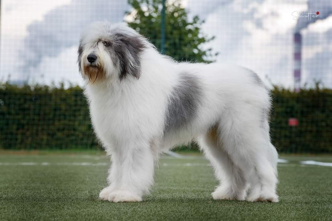  Owczarek rumuński Mioritic - żywienie