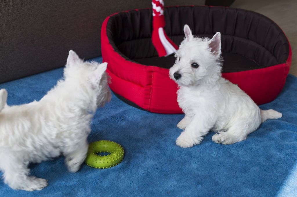 West highland white terrier - szczeniaki