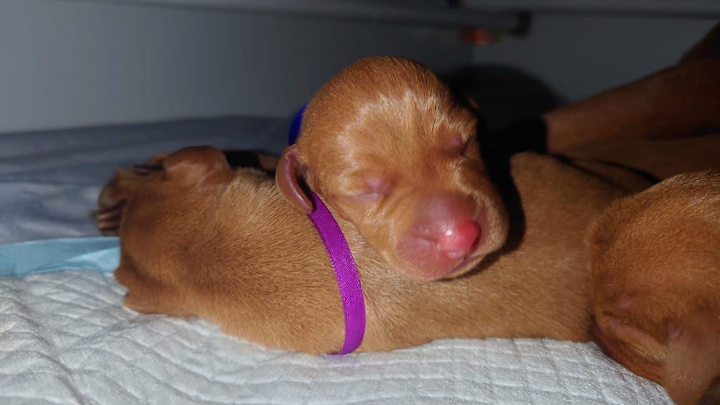 Wyżeł węgierski krótkowłosy - hodowla