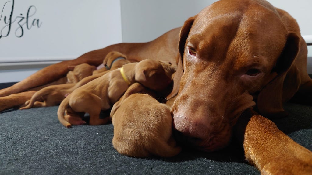 Wyżeł węgierski krótkowłosy - szczeniaki