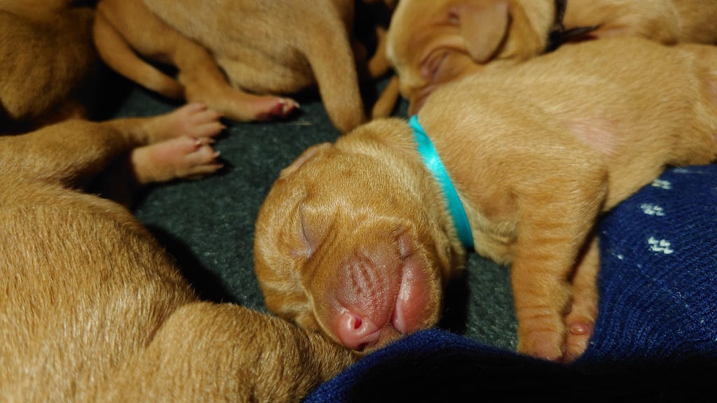 Wyżeł węgierski krótkowłosy