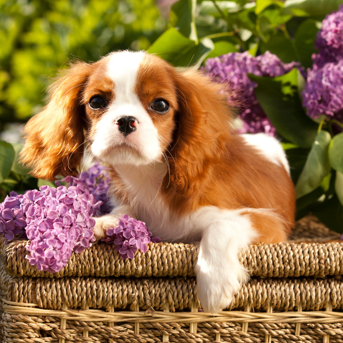 Cavalier King Charles Spaniel szczeniak