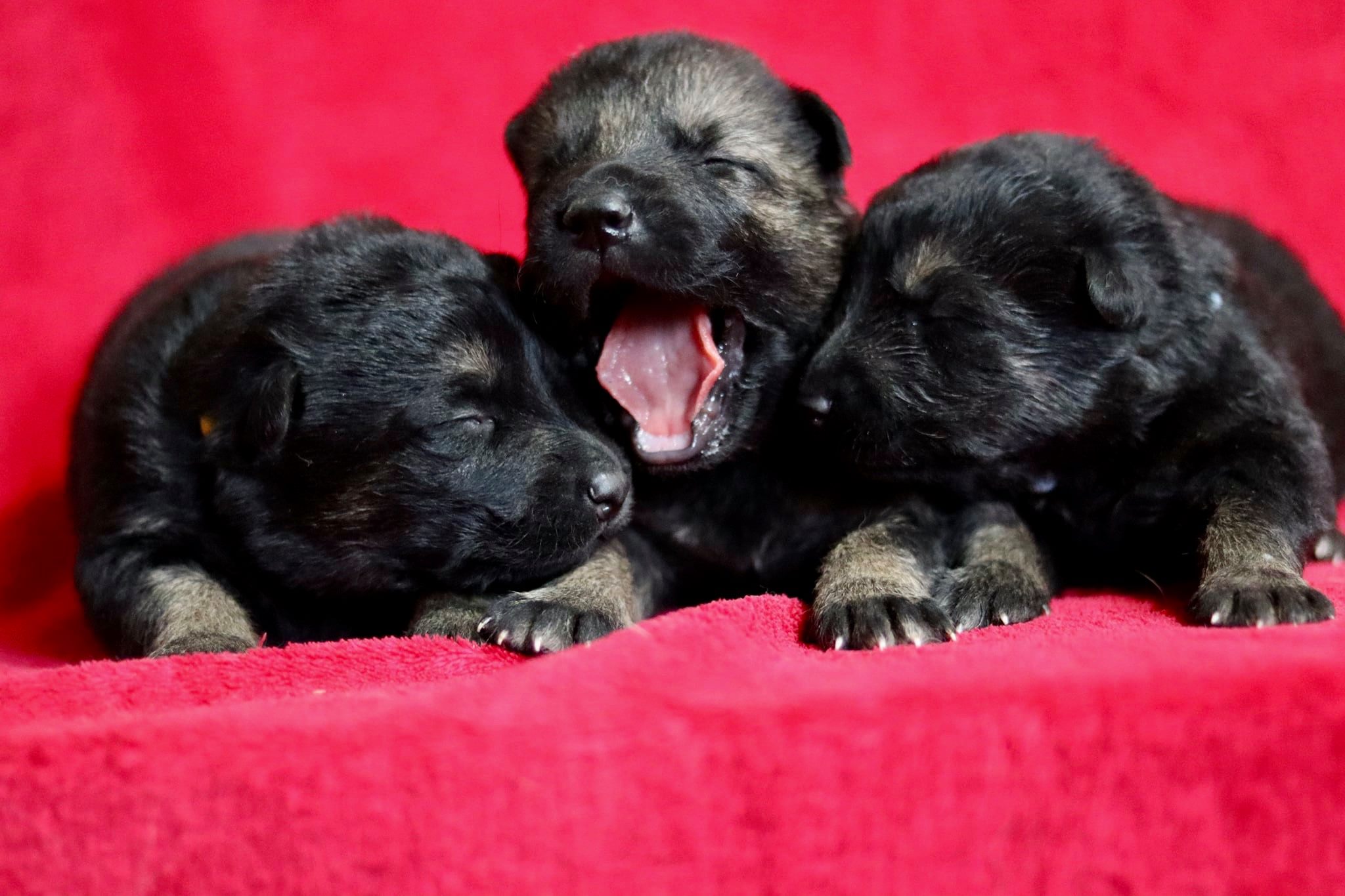 owczarek niemiecki hodowla EWETO