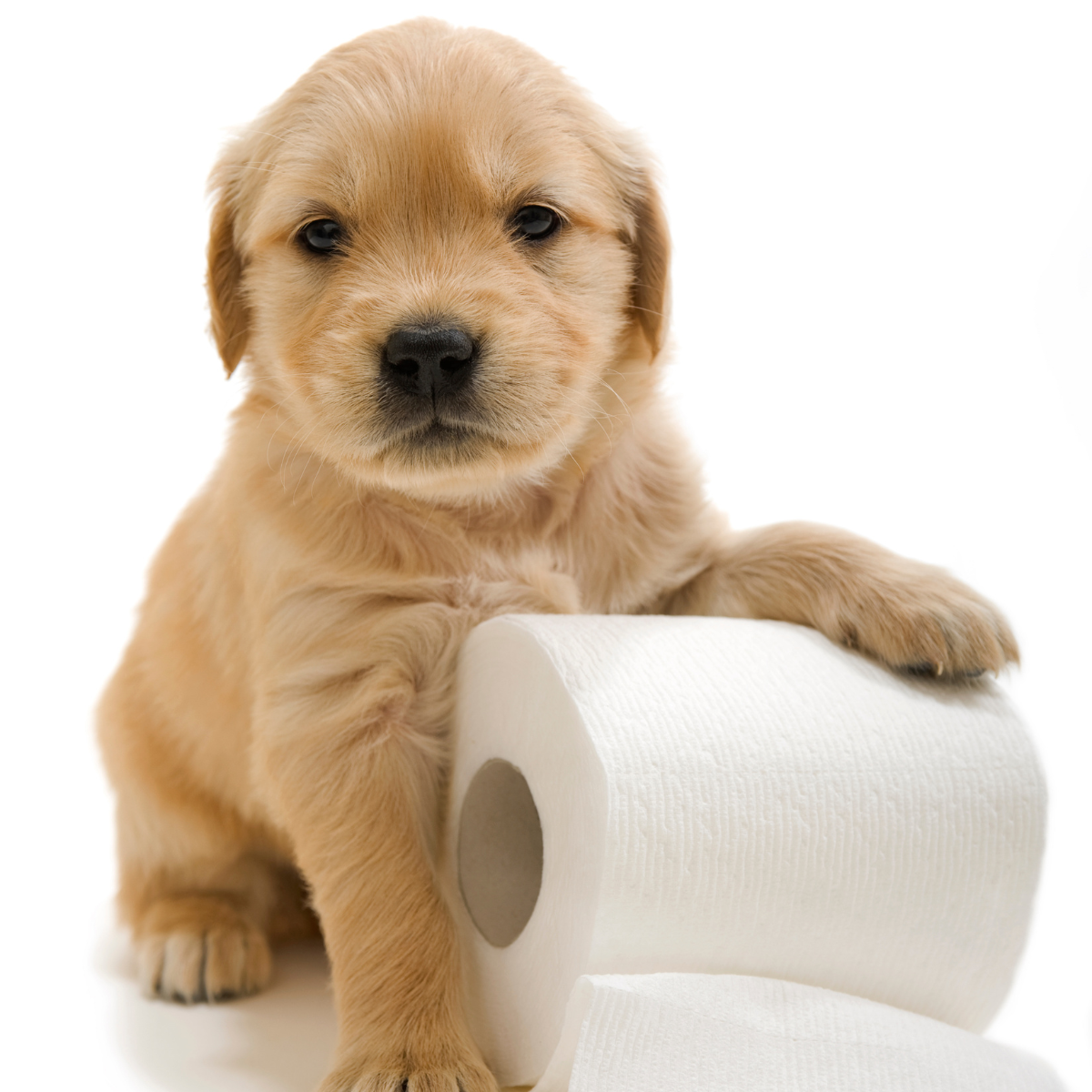 szczeniak Golden retriever