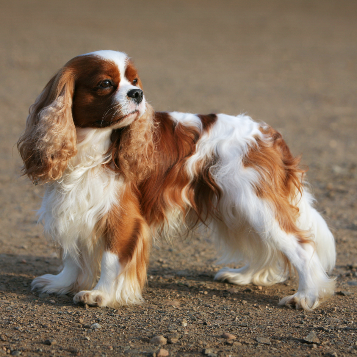Pies rasowy Cavalier King Charles Spaniel 