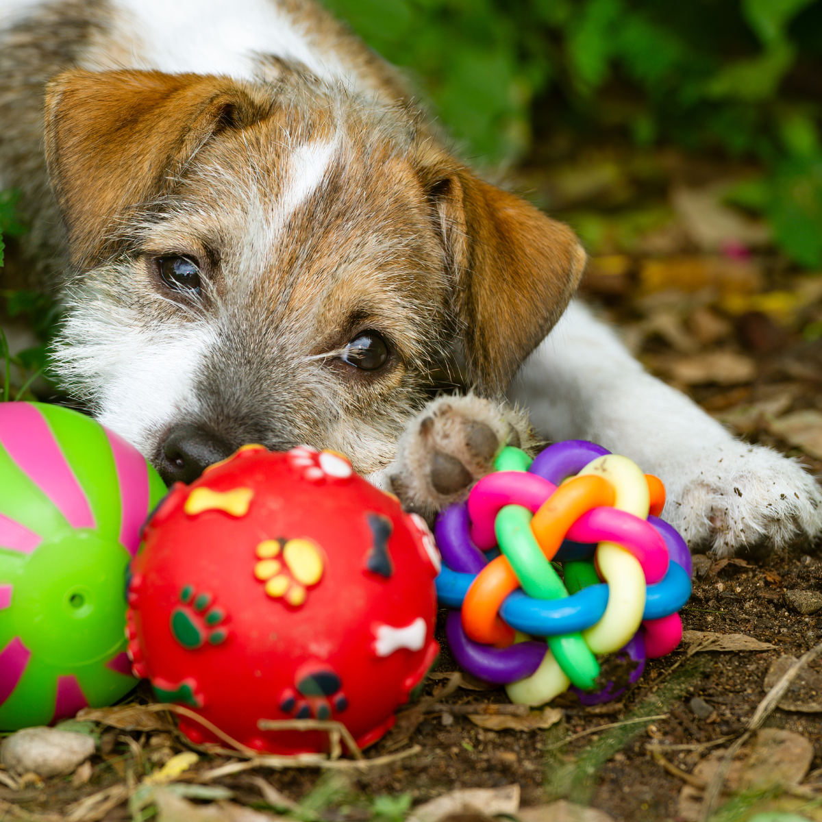 Zabawki dla szczeniaka