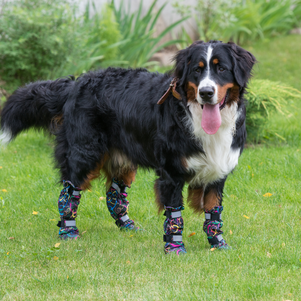 buty dla psa - berneński pies pasterski