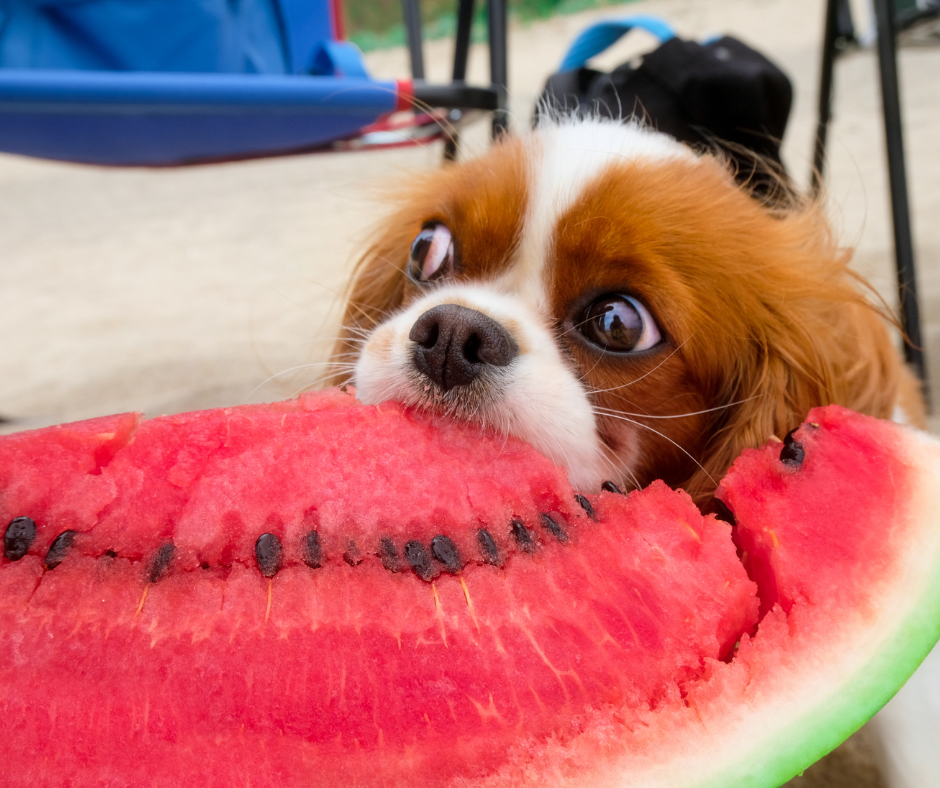 arbuz dla psa
