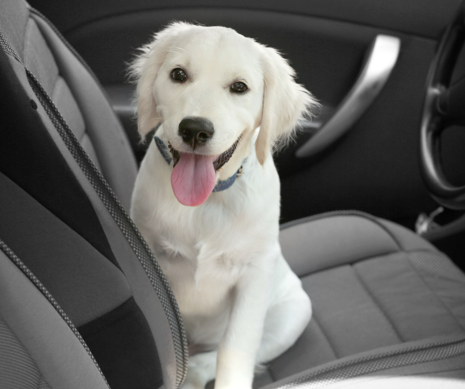 choroba lokomocyjna u psa