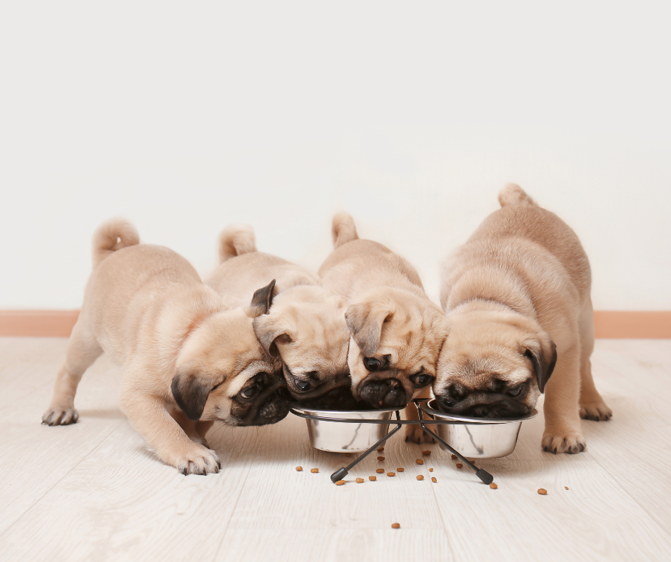 Sucha karma Look4dog CARE