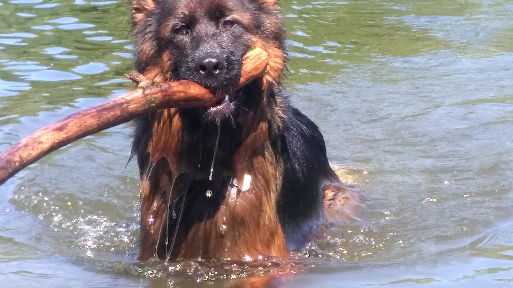 owczarek niemiecki z patykiem w wodzie