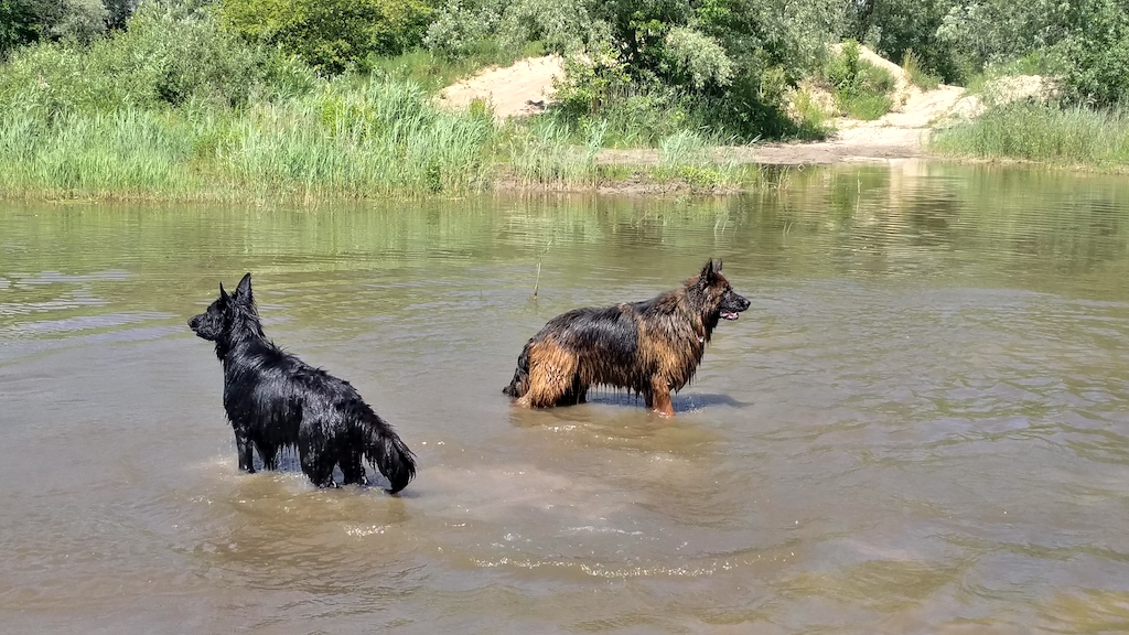 owczarki w wodzie
