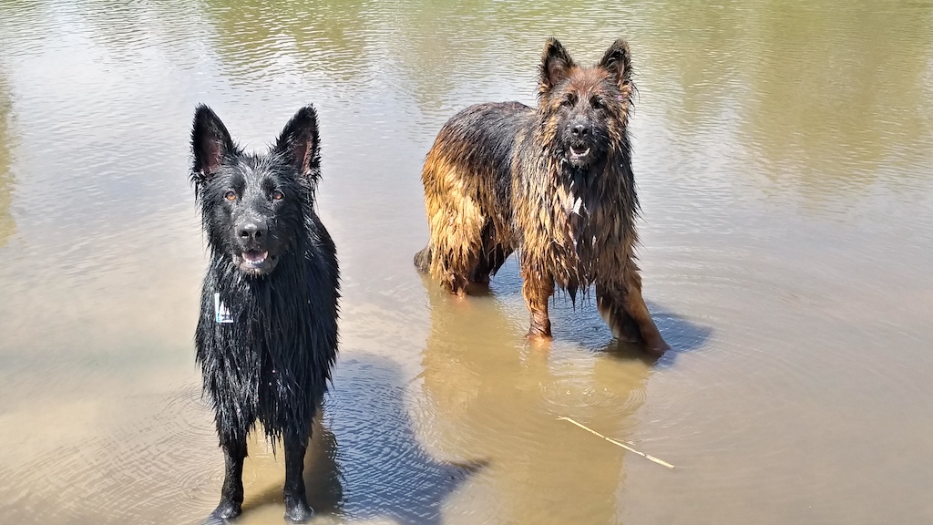 owczarek niemiecki Dragon w błocie