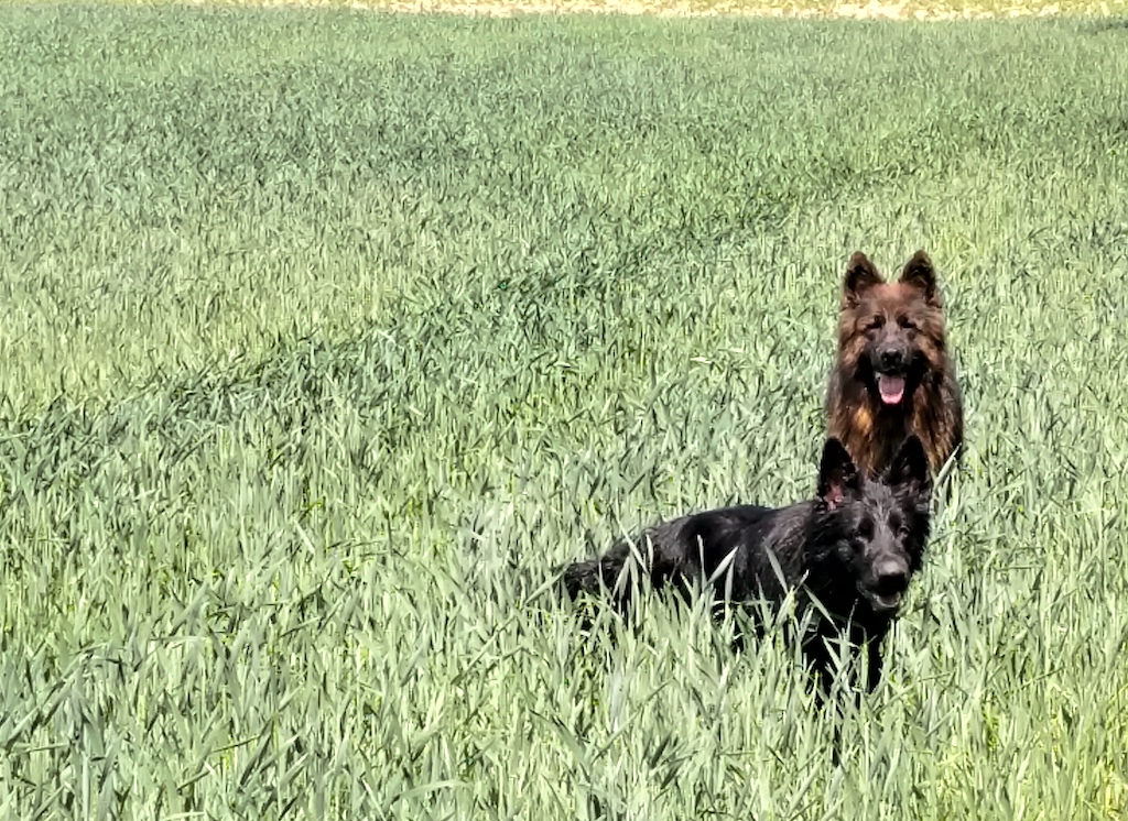 owczarki w zbożu zdjęcia