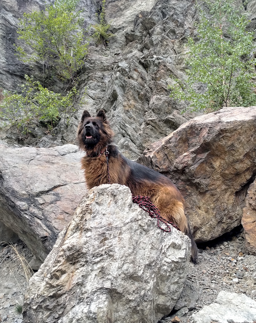 owczarek niemiecki w Pieninach