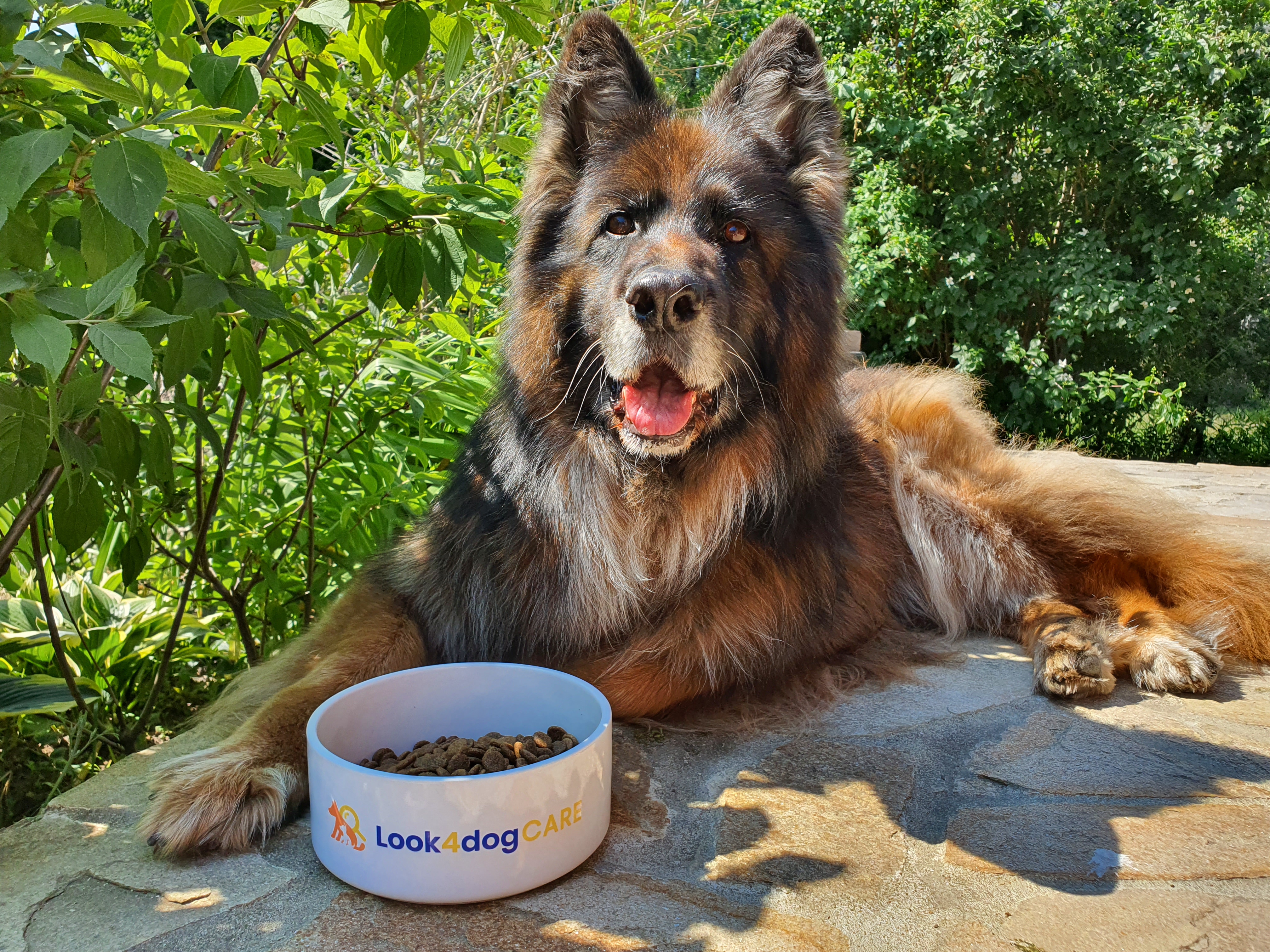 Karma sucha owczarek niemiecki