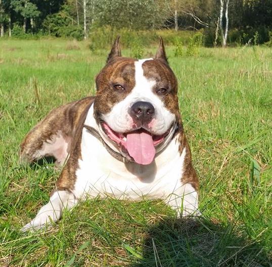 amstaff na zielonej łące