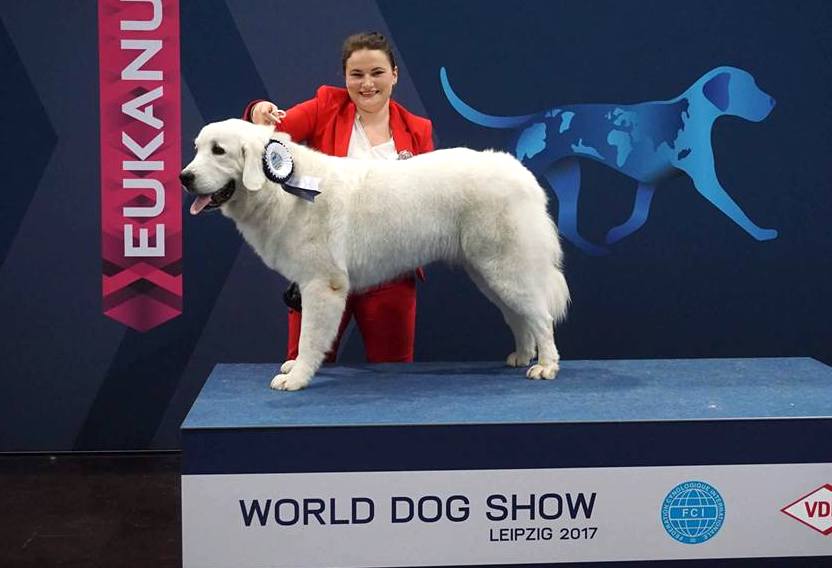 Ku Owcom FCI wystawa Lipsk 2017