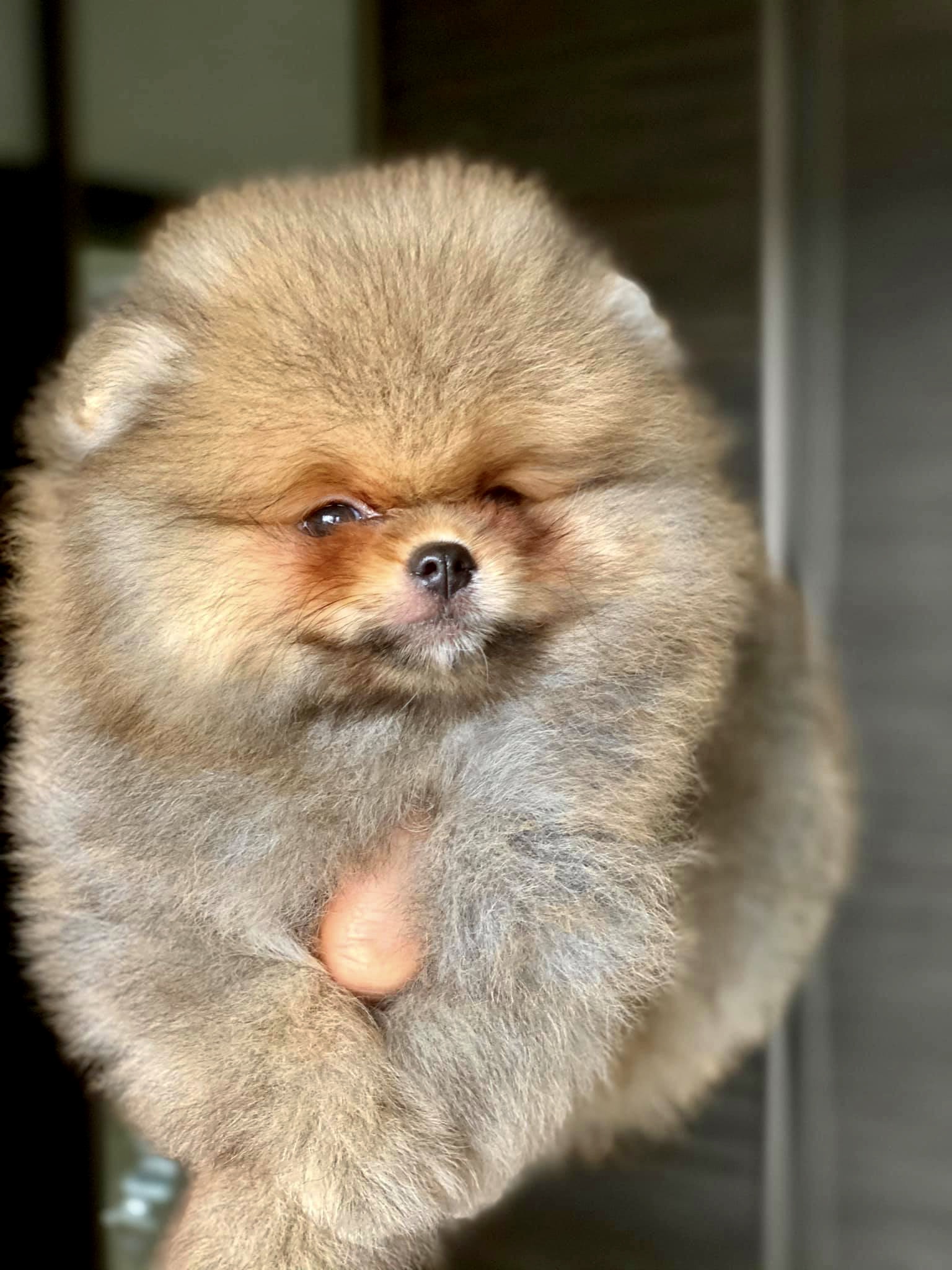 Szpic miniaturowy Pomeranian