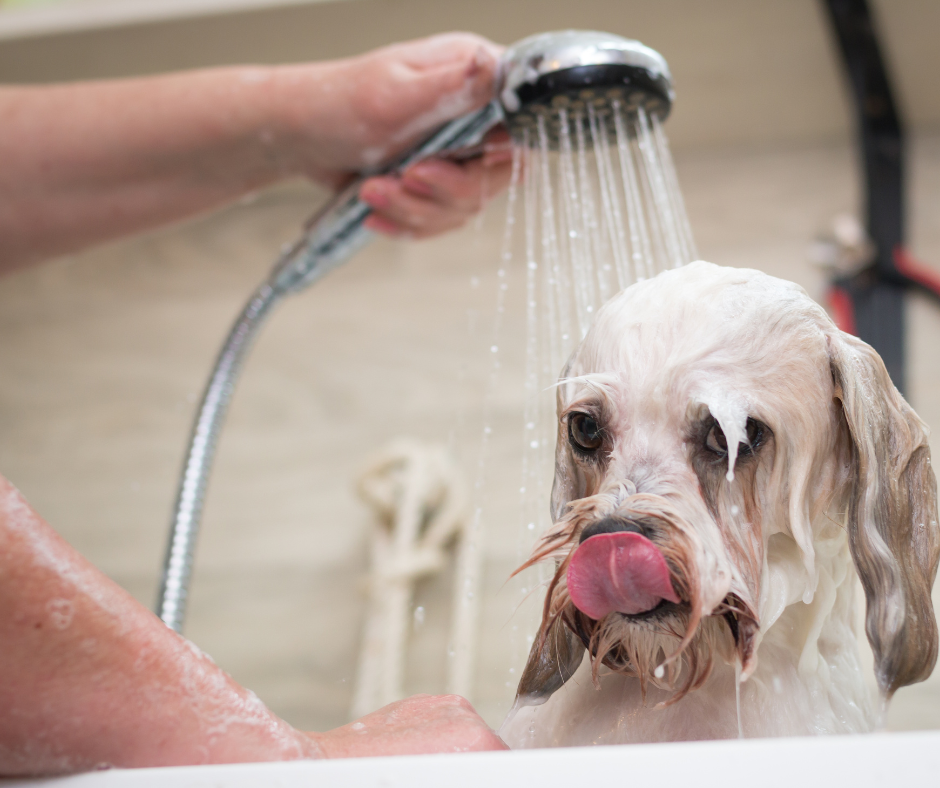 Pielęgnacja psów