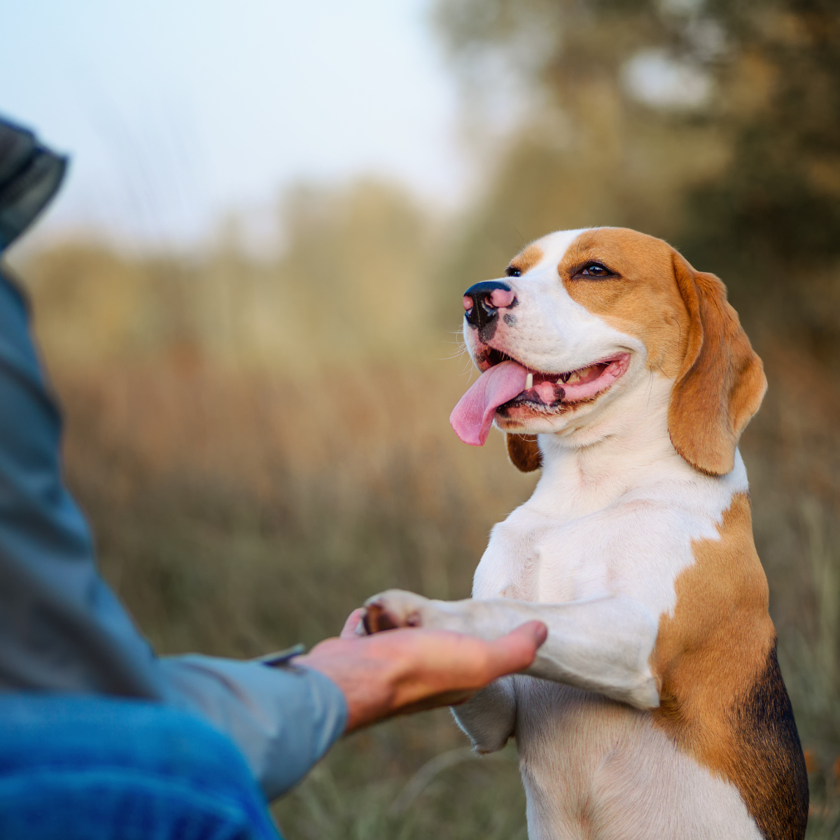 Behawiorysta dla psa