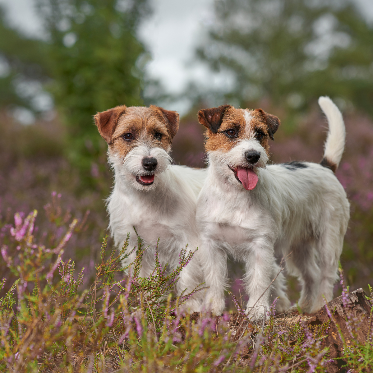 Jack Russell Terier karma