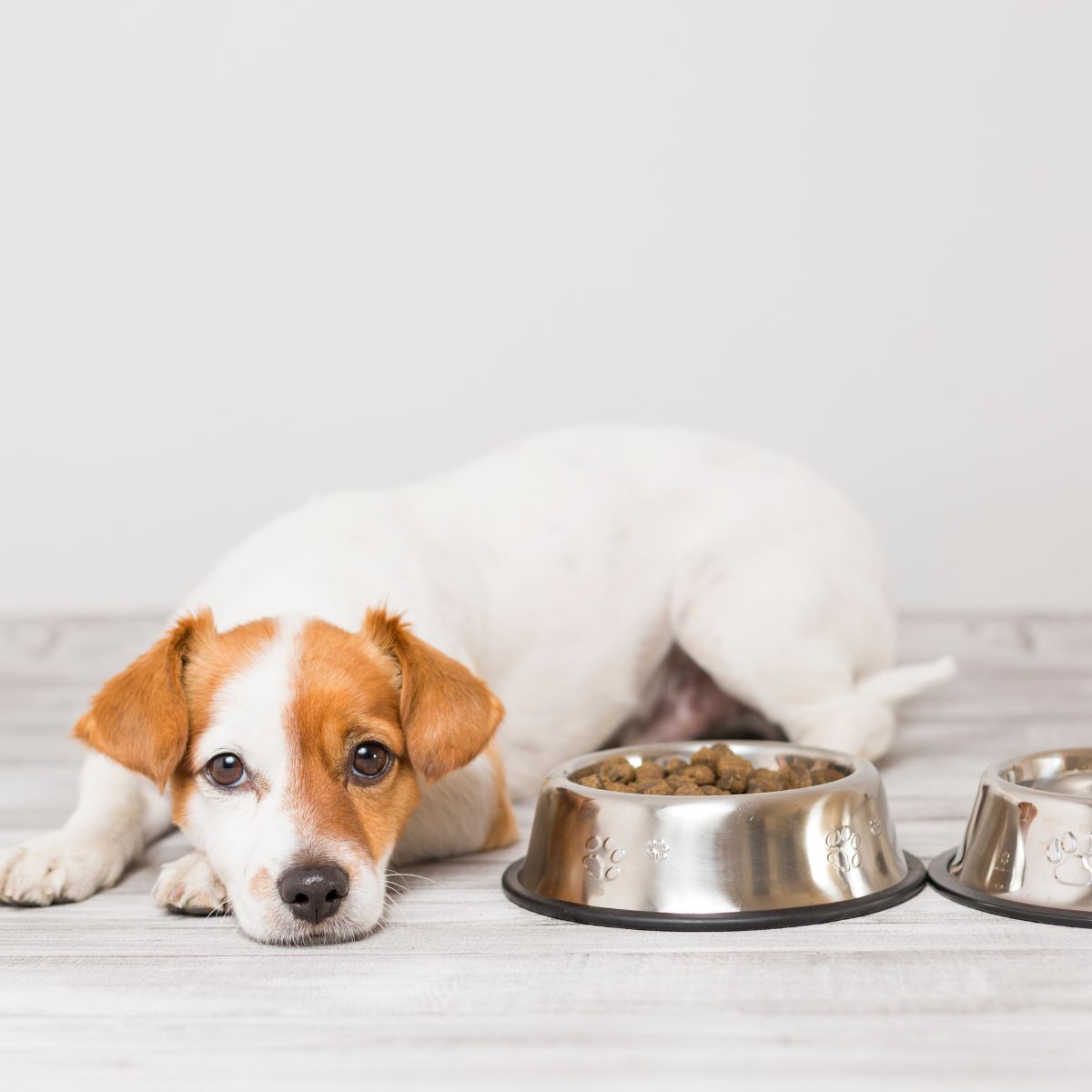 Karma dla Jack Russell Terier