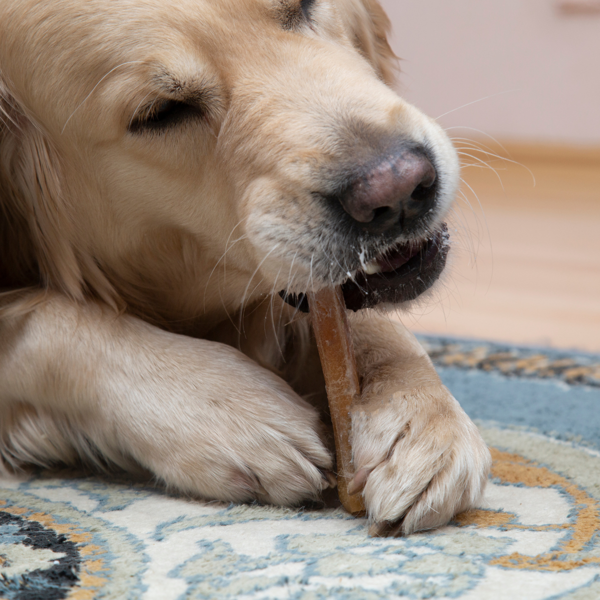 żwacze wołowe dla psa