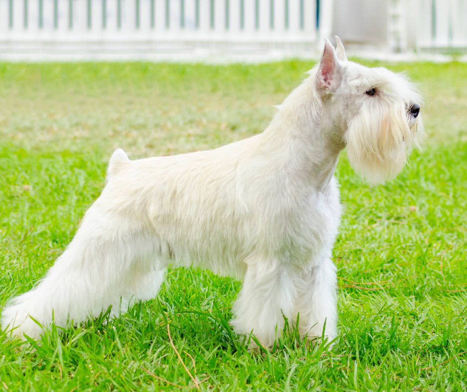 Sznaucer miniaturowy biały - charakter