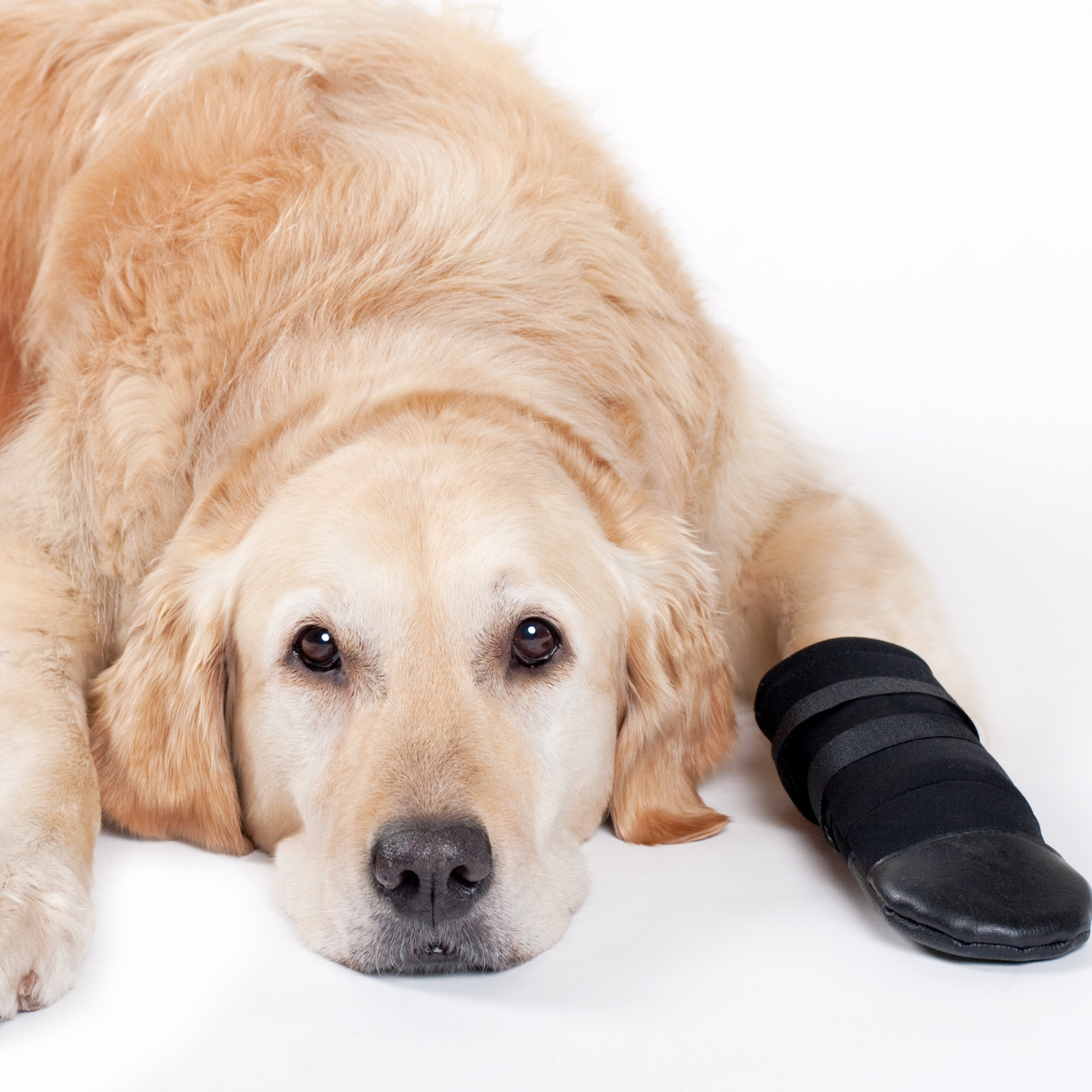 Labrador - but dla psa