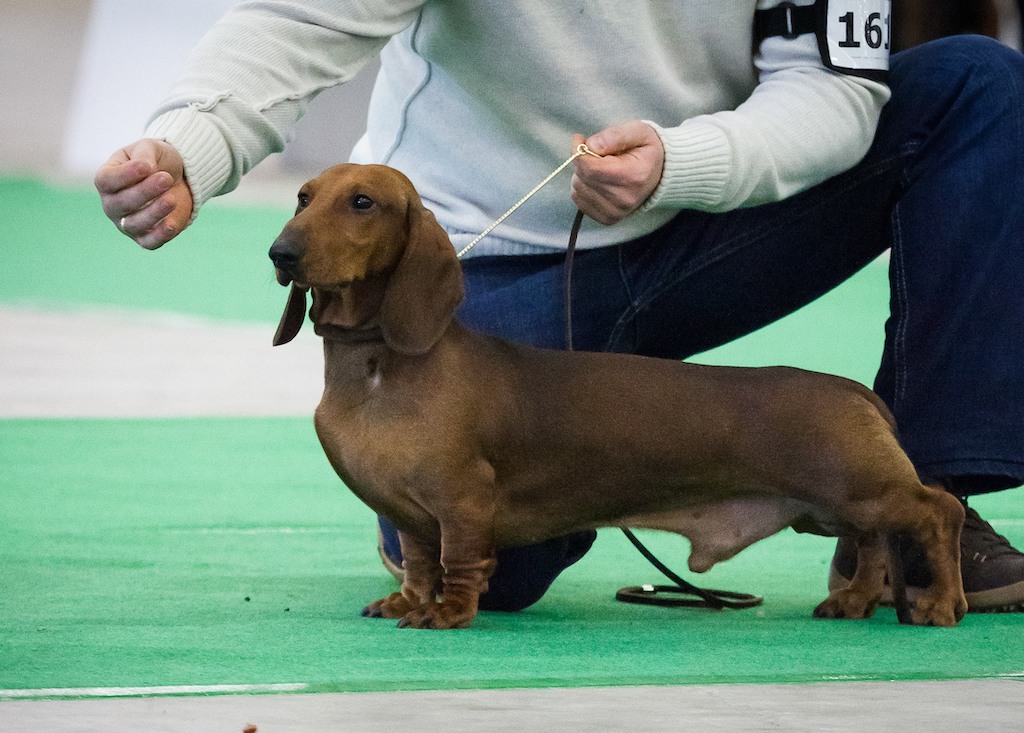 Jamnik krótkowłosy na wystawie