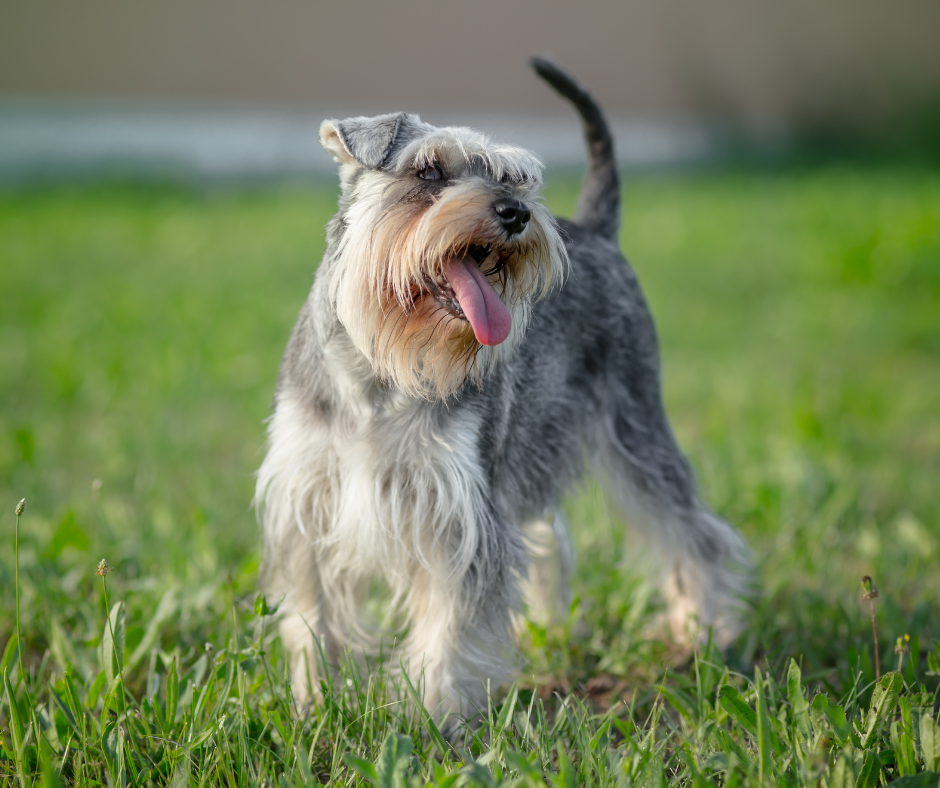 Sznaucer miniaturowy pieprz i sól - charakter