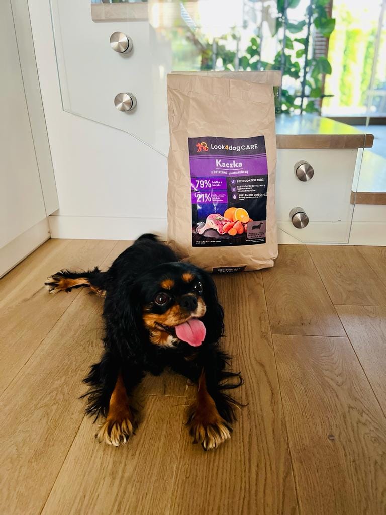 Cavalier King Charles Spaniel karma