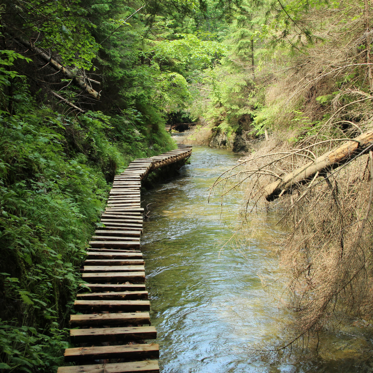 Słowacki Raj z psem