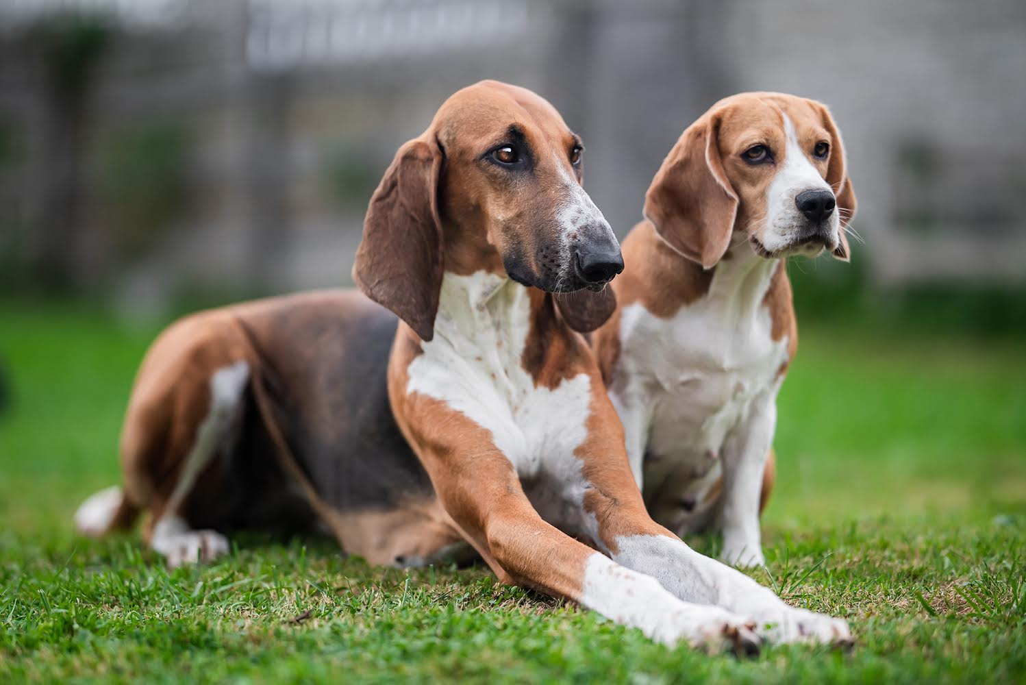 Poitevin pies gończy