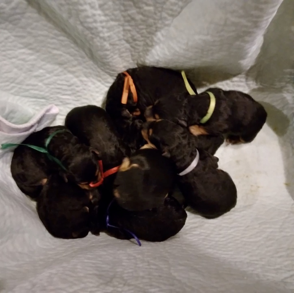 Airedale terrier - hodowla