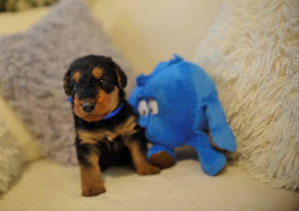 Airedale terrier - hodowla