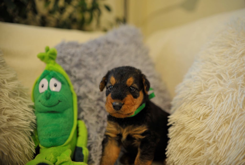 Airedale terrier - szczeniaki