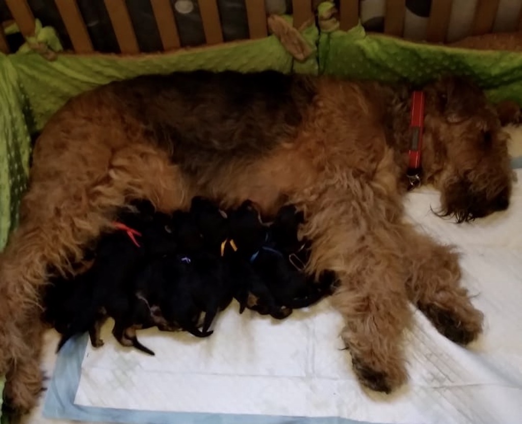 Airedale terrier - szczeniaki