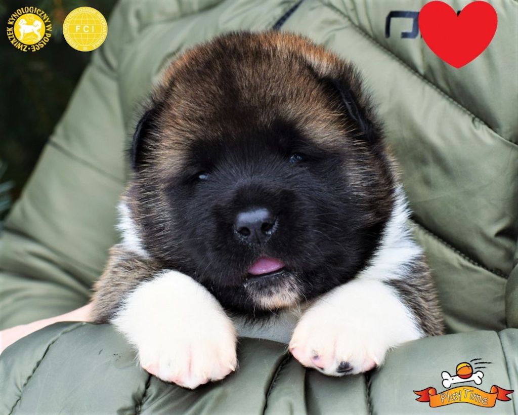 Akita Amerykańska - dostępne szczenięta