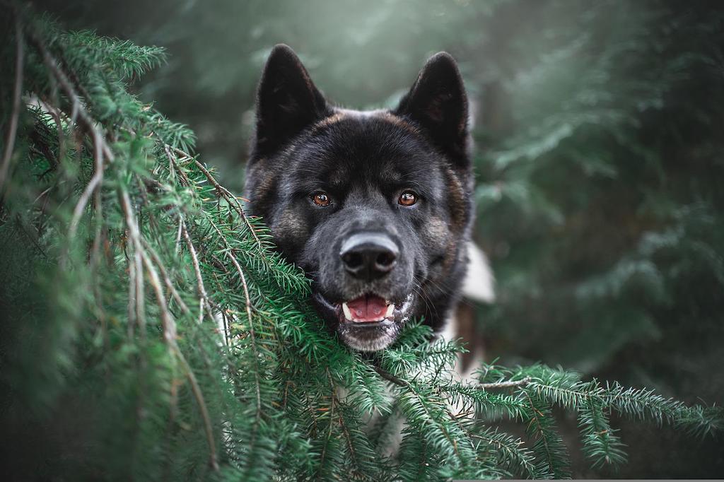 Akita amerykańska - imię dla psa