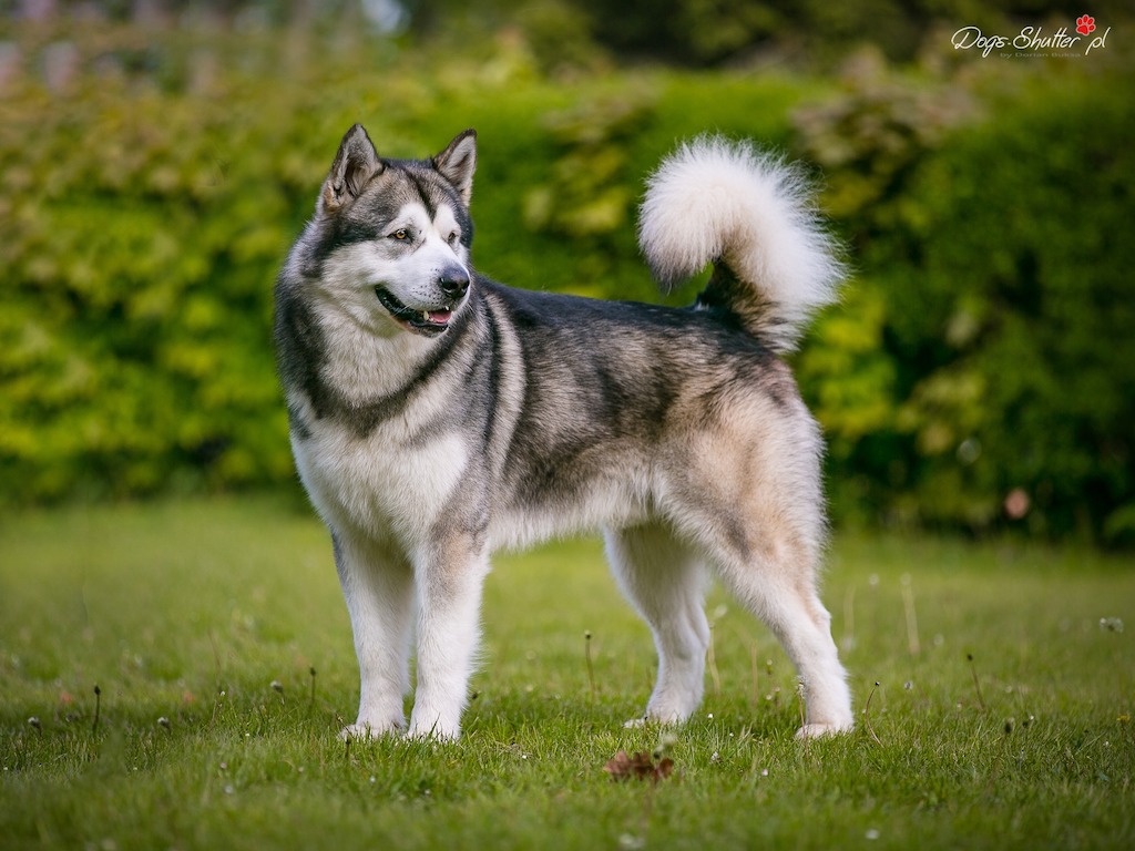 Alaskan malamute -&nbsp;hodowla
