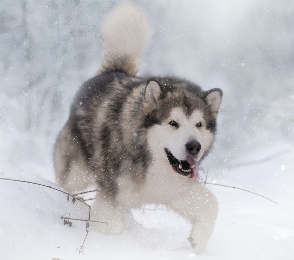 Alaskan malamute - hodowla