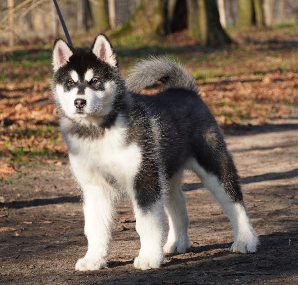 Alaskan malamute - szczeniaki