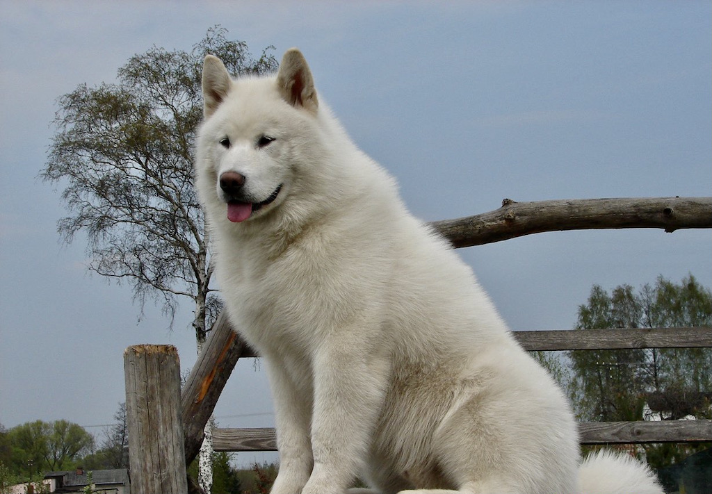 Alaskan malamute - umaszczenie, hodowla