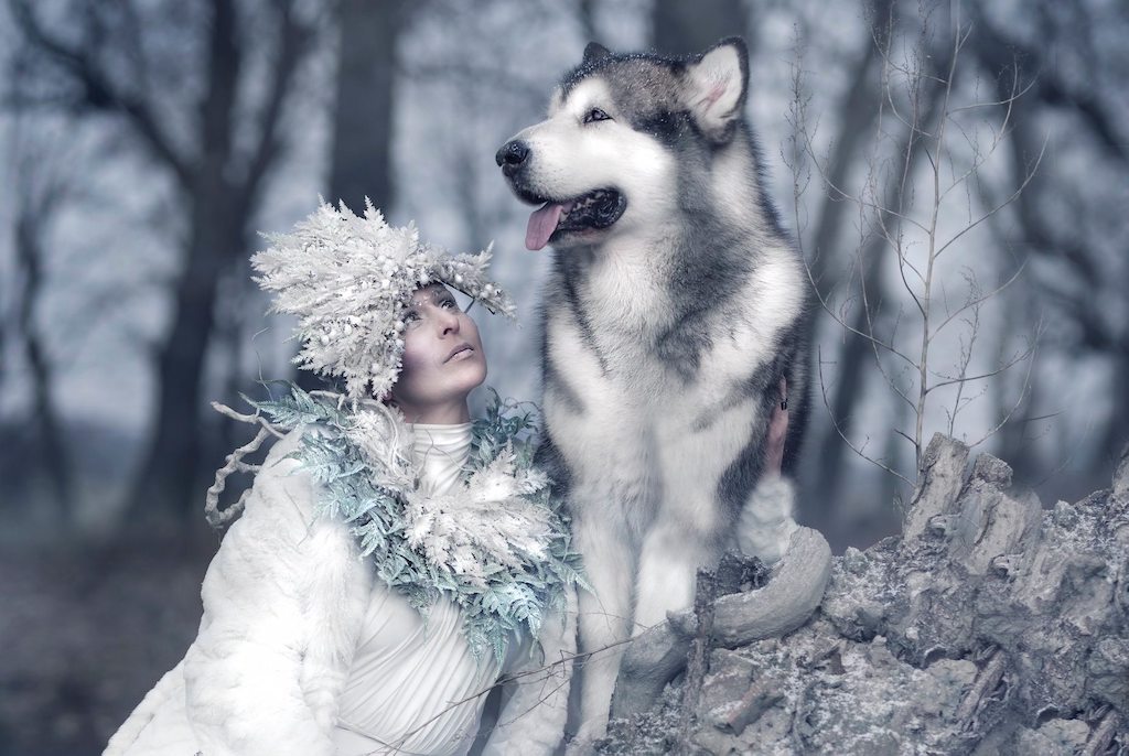 Alaskan malamute - żywienie, hodowla