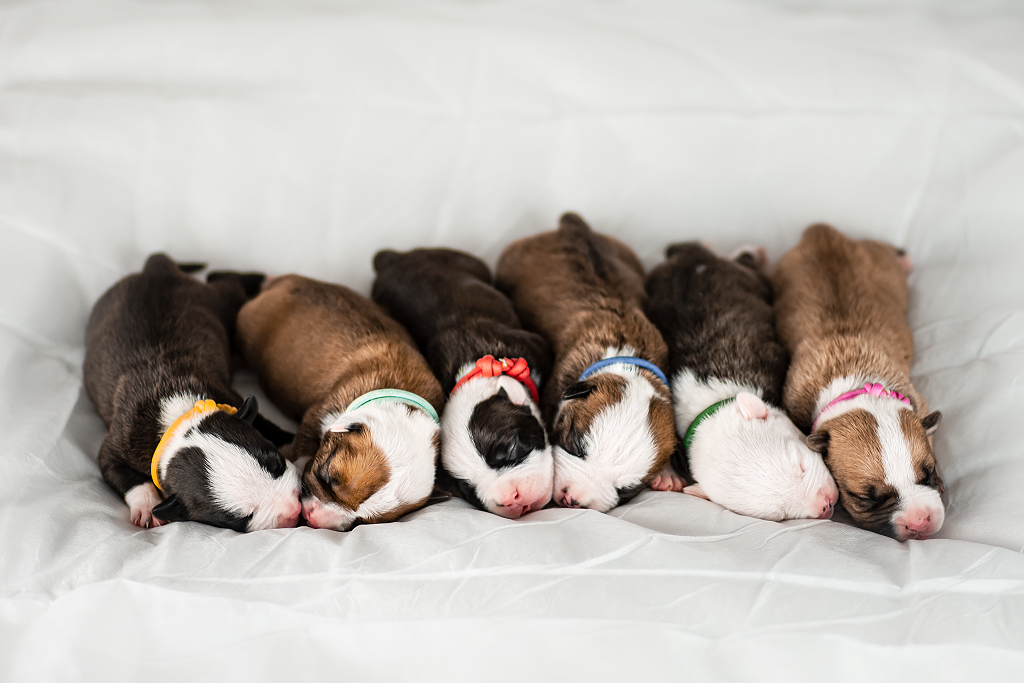 American staffordshire terrier - hodowla