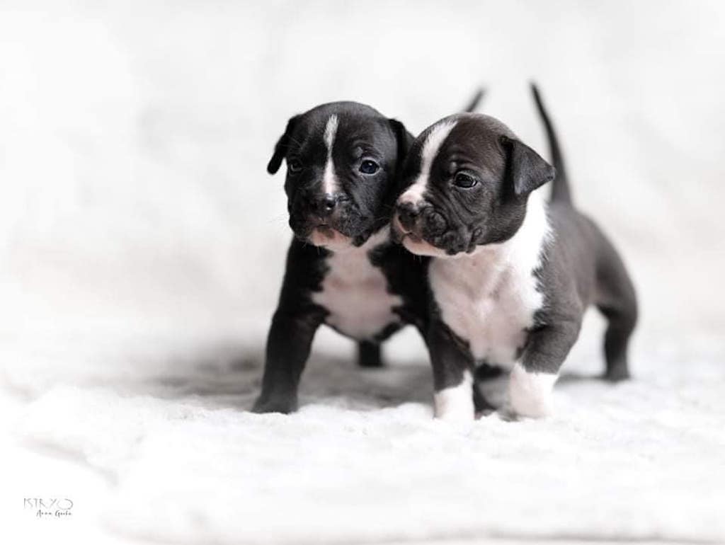 American staffordshire terrier - hodowla